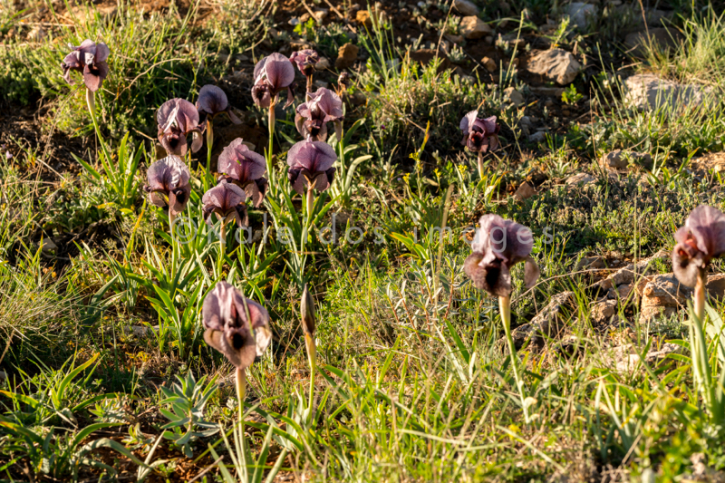 Al Arz;Iris;Iris Cedreti;Kaleidos;Kaleidos images;Lebanon;Middle East;Near East;Proche Orient;Tarek Charara;Flowers;Endemic;Endangered species;Endemic species;Critically endangered;Critically endangered species